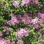 Syringa josikaea Flower