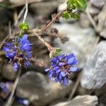 Veronica allionii Fleur