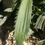 Plantago serraria Hoja