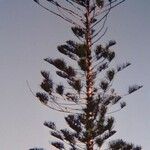 Araucaria bernieri 形態