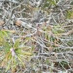 Pinus banksiana Хабит
