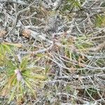 Pinus banksiana Hábito
