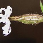 Silene noctiflora Flower