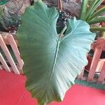 Alocasia macrorrhizos Feuille