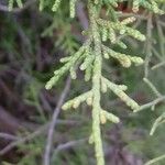 Juniperus phoenicea Лист