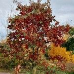 Quercus stellata Habit