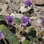 Phacelia calthifolia Habitatea