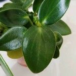 Peperomia maculosa Blad