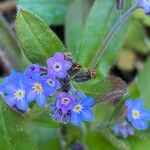 Myosotis sylvatica Květ