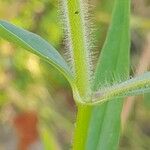 Gypsophila pilosa ᱪᱷᱟᱹᱞᱤ