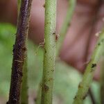 Thelypteris bergiana Φύλλο