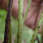 Thelypteris bergiana Leaf