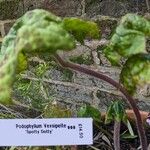 Podophyllum versipelle Foglia