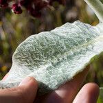 Asclepias californica Leaf