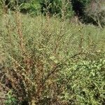 Artemisia campestrisBark