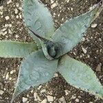 Agave palmeri 葉