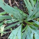 Iris pumila Leaf