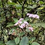 Hoffmannanthus abbotianus Flor