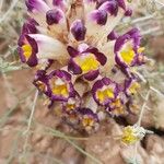 Cistanche violacea Blüte