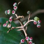 Miconia serialis Fruit