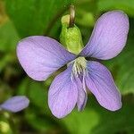 Viola sororia Цветок