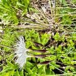 Dianthus spiculifolius