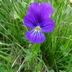 Viola lutea Celota