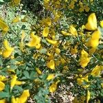 Cytisus spinosus Flors