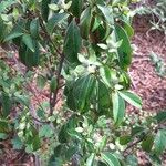 Cornus hongkongensis Συνήθη χαρακτηριστικά