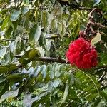 Brownea grandiceps Leaf