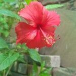 Hibiscus rosa-sinensis ᱥᱟᱠᱟᱢ