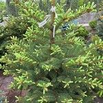 Picea orientalis Liść