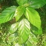 Ficus sur Hoja