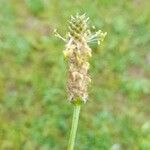 Plantago argenteaFlower