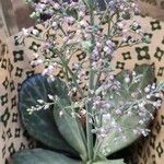 Kalanchoe marmorata عادت