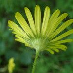 Doronicum pardalianches Цвят