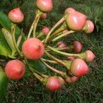 Schwartzia brenesii Fruto