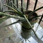 Dracaena stuckyi Yaprak