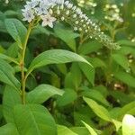 Lysimachia clethroides Virág