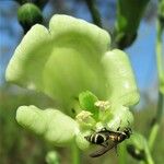 Chelonanthus alatus Fleur