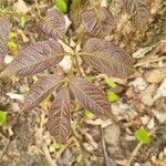 Aralia nudicaulis Leaf