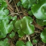 Galax urceolata Leaf