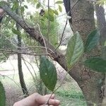 Casearia decandra Hoja