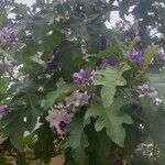 Solanum bonariense Flower