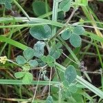 Medicago lupulina Blatt