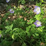 Nemophila phacelioides عادت