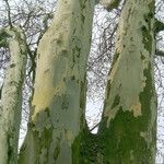 Platanus occidentalis Bark