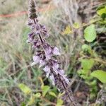 Orthosiphon rubicundus Flower