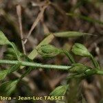 Veronica anagalloides Fruit