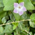 Vinca difformis Virág